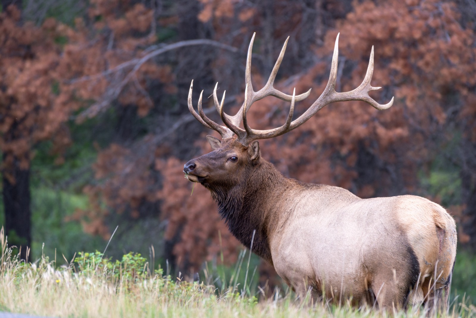 Elk